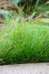 Carex eburnea